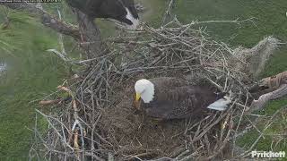 Southwest Florida Eagle Cam 07.11.2024 07:52