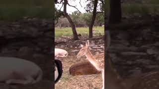 Feeding Deer Gone Wrong: A Must-watch! #animals #wildlife #shorts