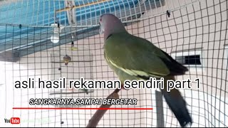 Rekaman asli suara burung punai untuk suara pikat punai