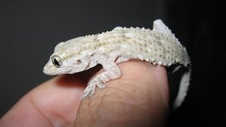 Geco HD  - CIRCEO - gecko