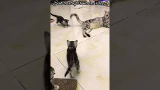 Cute funny kittens playing with their mom🐈💕 kittens playing everything it see🐾 #KiddiesHobbies