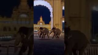 Elephants hulchal in Mysore palace #trending #shortsfeed #love #elephant #shorts #shortvideo