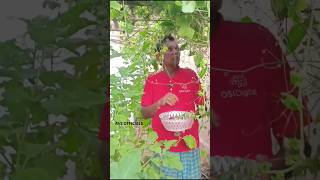 small vegetable farm in my home part 6 #avsofficials #shorts #short #shortvideo #youtubeshorts#funny