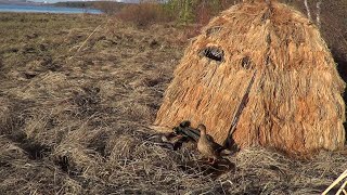 Весенняя охота на селезня с подсадной. Весна 2022г.