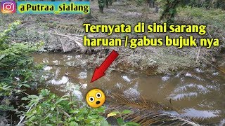 MANCING IKAN GABUS BUJUK DI RAWA PERKEBUNAN KELAPA SAWIT