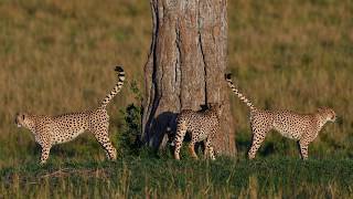 "Fast Five" Cheetah Coalition in the Masai Mara - September 2017