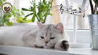 Music for Cats - 3 Hours of Relaxing Sleep Music for Cats and Kittens