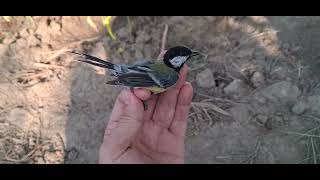 Great Tit landed close to me #greattit #birds #animals #chardonneret #pets #dodo #dody #handfeeding