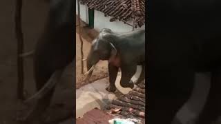 Chhattisgarh k gaon m hathi ka jhund