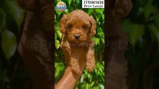 Cute Poodle puppy ❤️ #pets #doglover #explore #cutepuppy #cute #puppy #shortvideo #shorts #ytshorts