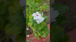 Pretty Nayantara flowers | Sadabahar blooms | Perennial flowering plants at terrace garden #shorts