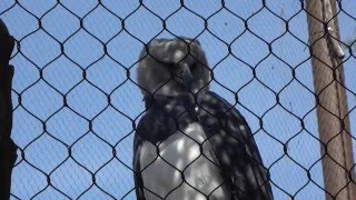 Los Angeles Zoo Eagle