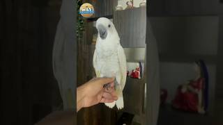 Cockatoo ❤️#birds #pets #animals #wildlife #explore #shorts #ytshorts #youtubeshorts #petshop