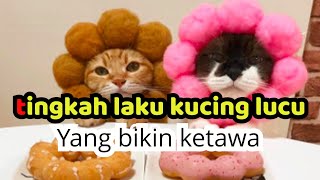 video kucing lucu banget bikin ngakak dan menghibur #kucinglucu