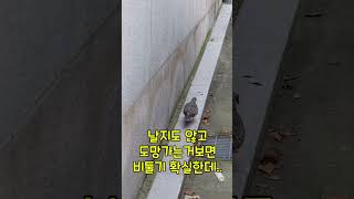 이거 새끼비둘기 인가요?