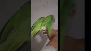 Parrot sound mithu 🦜🦜🦜#parrot #mithu #alexander #viral #shorts