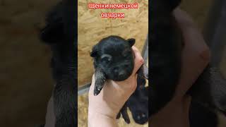 Puppy shepherd dog. Щенки немецкой овчарки. #puppy #puppydog #dogs #dog #germanshepherd #shepherd