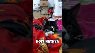 #cat #kucinglucuiimut  #kucingimutlucu #fypシ゚viral #fyp #fypシ゚