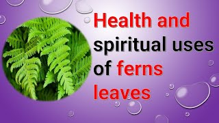 Health and spiritual uses of ferns leaves