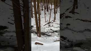 Morgan hill loop trail #winter #trailtime #snow #hikelife #nature #snowfall #gopro #hiking