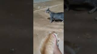 kucing mandang fisik .mp4 #shorts