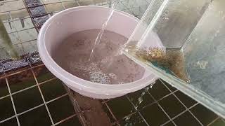 Tilapia Broodstock Management (Episode 8) Transferring hatched eggs into trays