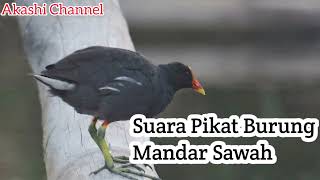 Suara Pikat Burung mandar sawah