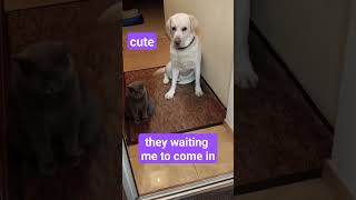 My lovely CAT & DOG waiting me to come in every morning #viral #shorts #happy #trending #asmr