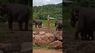 Pinnawala🐘Elephant🐘#subscribe#elephant#srilanka#travel#travelsl#lanka