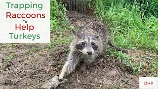 Trapping Raccoons to Increase Wild Turkey Populations With Casey Shoopman