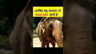 Animal suicide case | Animal suicide in world #shorts #animals #suicide