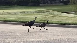 Wild Turkeys On The Run!