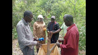 Suivez en direct la visite guidée des champs D'apiculture de Khady Badji à Bignona...