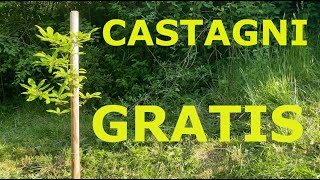 CASTAGNI GRATIS!