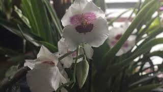 Miltoniopsis Mike