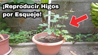 ¡Como reproducir plantas de higos!, Como hacer esqueje de higos en casa