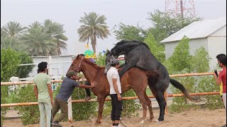 Horse breeding #horserid #equestrian #horselover