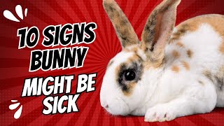 10 Signs Your Bunny Might Be Sick