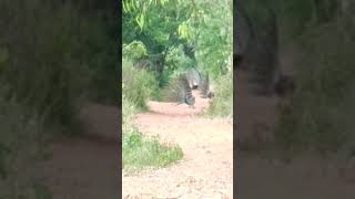 live peacock 🦚 in forest