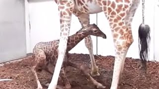 Baby Giraffe get birth and drink milk