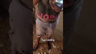 Egg Candling #poultrytips #poultryfarming