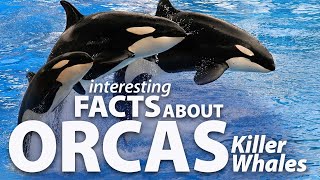 Interesting Facts about Orcas, Killer Whales.