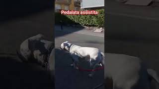 pedalata assistita #felicità #cane #dog #dogo #bici #bike #dogoargentino