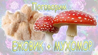 34. Микродозинг  мухомора и ежовика гребенчатого или грибной биохакинг организма.