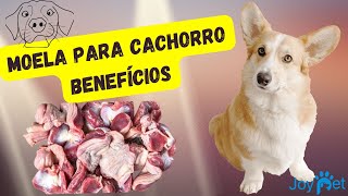 MOELA PARA CACHORRO 🐾 BENEFÍCIOS INCRÍVEIS. É SAUDÁVEL PARA SEU PET.