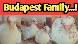 Budapest Breeding Progress|| #foryou #budapest #pigeon #trending #viral #kabootar #foryoupage