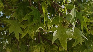 Cápsulas de Liquidambar, método clásico para obtener las semillas