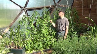 Aquaponic DWC Tomatoes - Part 2