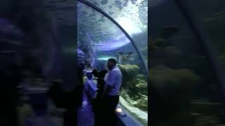 🐟Fakieh Aquarium in Saudia Arabia #shorts #viral