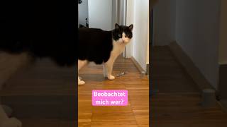 Geheime Spiele  - Wenn Katze Salut sich unbeobachtet glaubt😹lustige Katzenvideos 😻 #shorts #cats